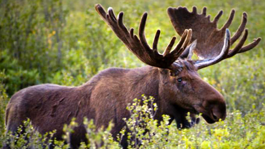 The Prepping Moose 30LB Bucket